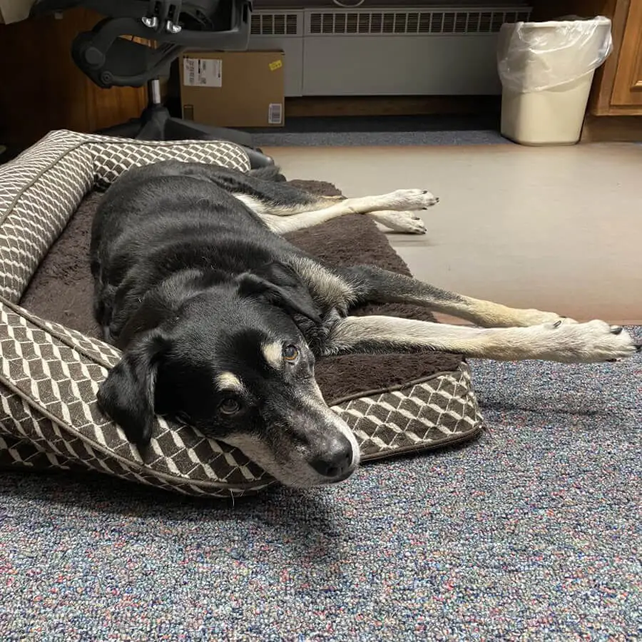 Dog at Kleinschmidt Deerfield office